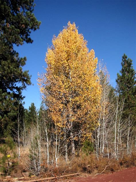 Populus tremuloides